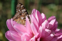 �s���_��A�������ɂ�