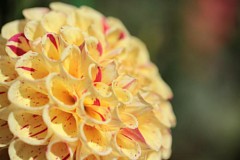 �s���_��A�������ɂ�