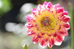 �s���_��A�������ɂ�