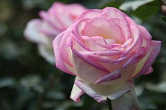 �s���_��A�������ɂ�