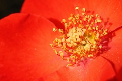 �s���_��A�������ɂ�