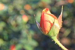 �s���_��A�������ɂ�