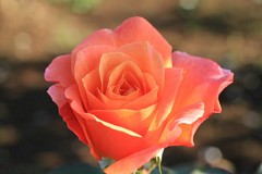 �s���_��A�������ɂ�