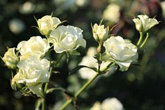 �s���_��A�������ɂ�