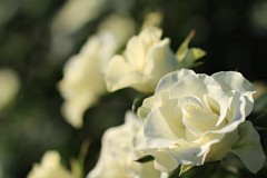 �s���_��A�������ɂ�