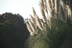 �s���_��A�������ɂ�
