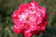IMG_6366