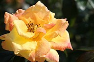 IMG_6369