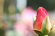 IMG_6377