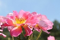 IMG_6379