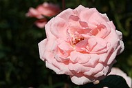 IMG_6402