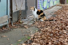 IMG_2332